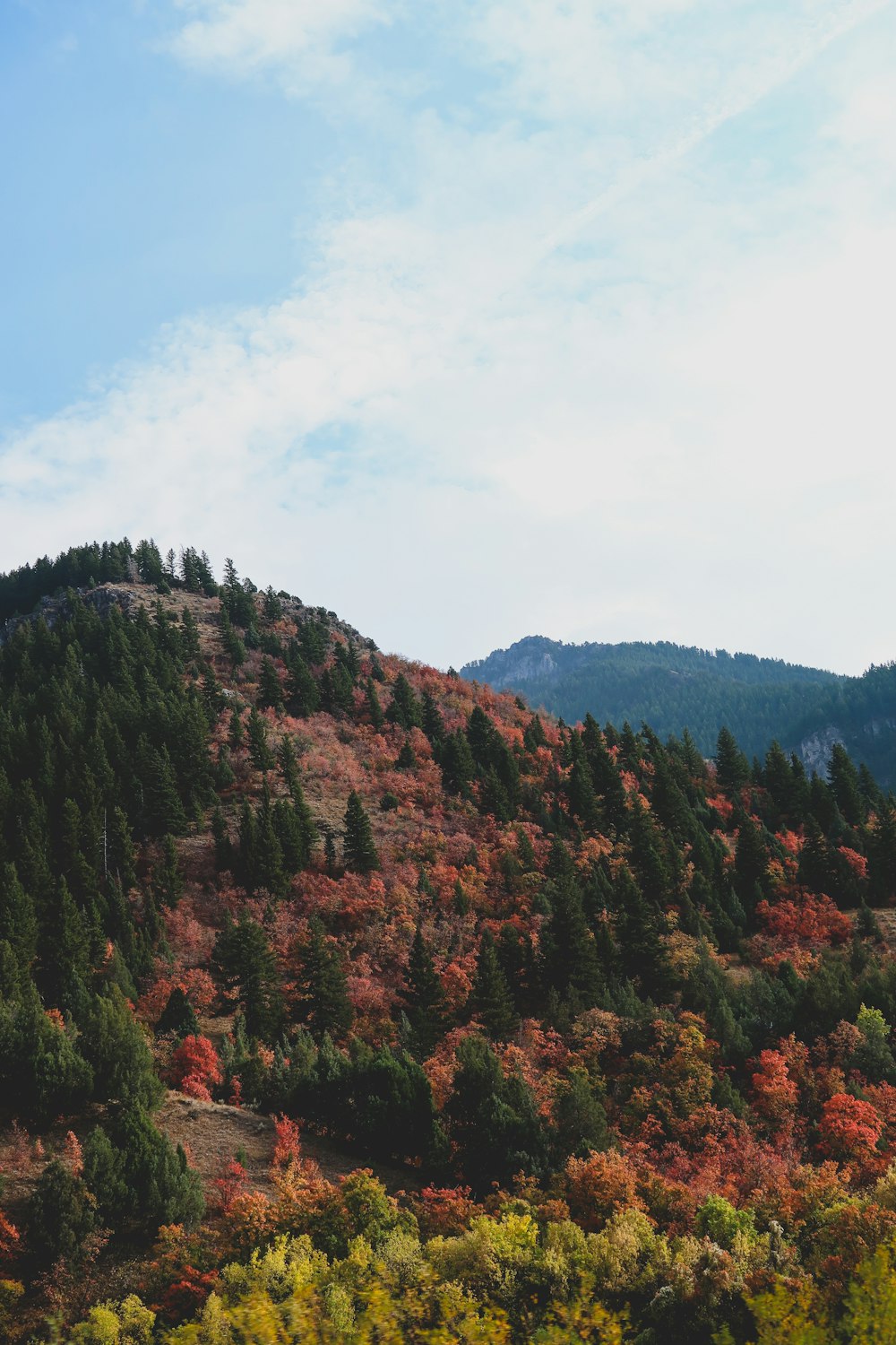 grüne und braune Bäume unter blauem Himmel tagsüber