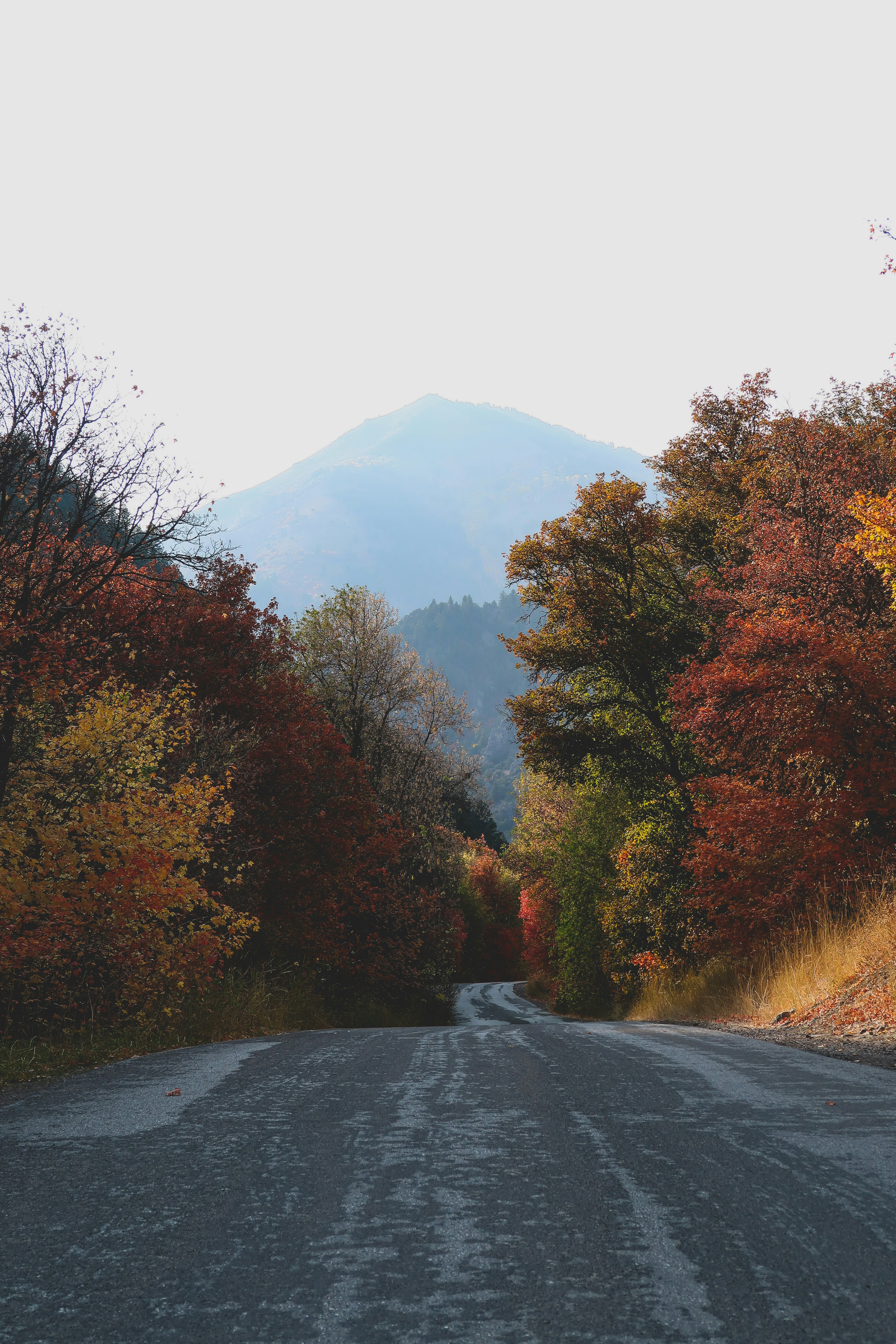 brown and green trees near mountain during daytime