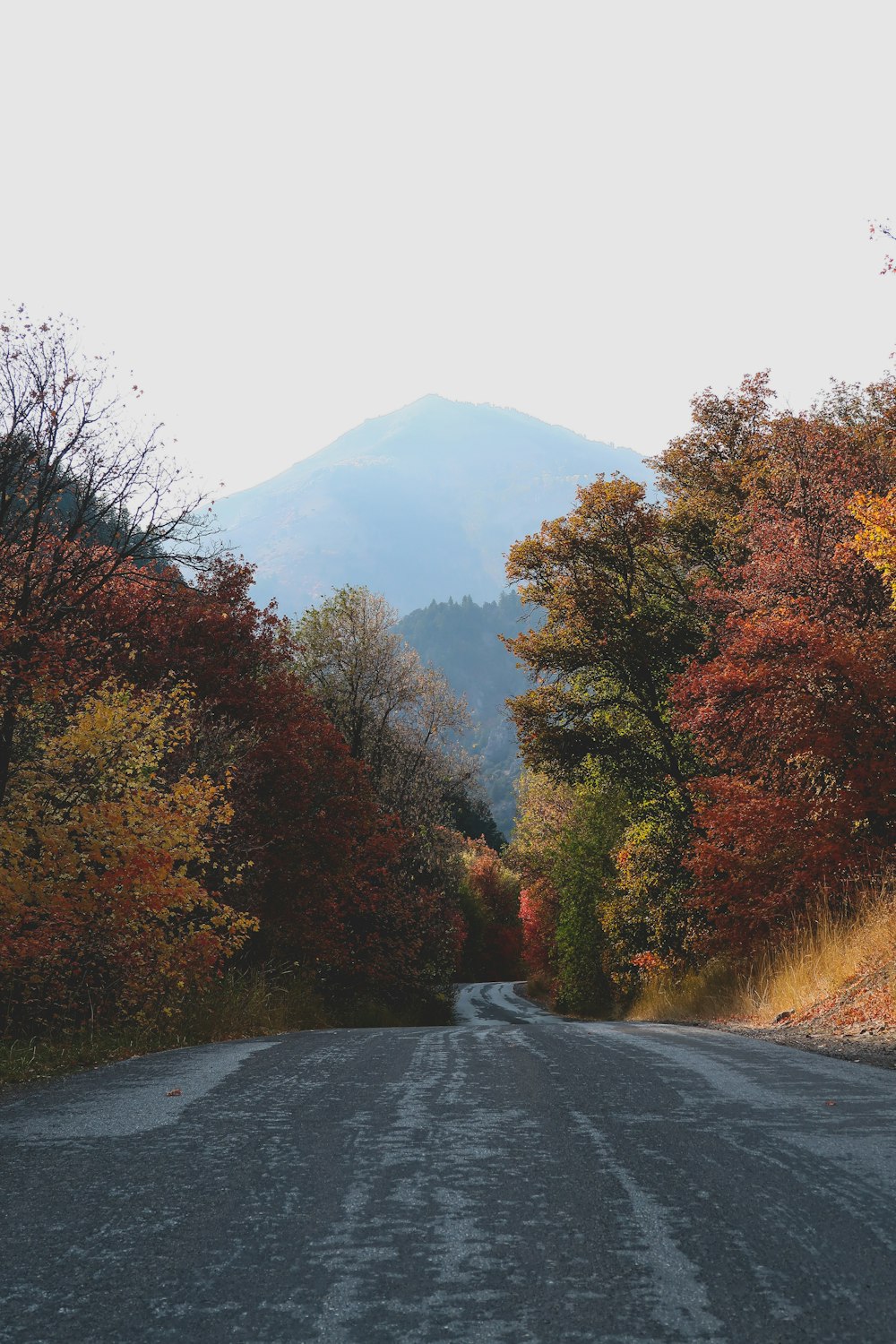 brown and green trees near mountain during daytime