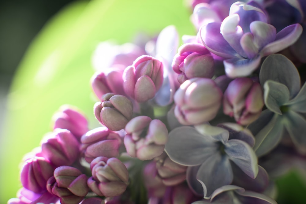 purple flower in macro shot