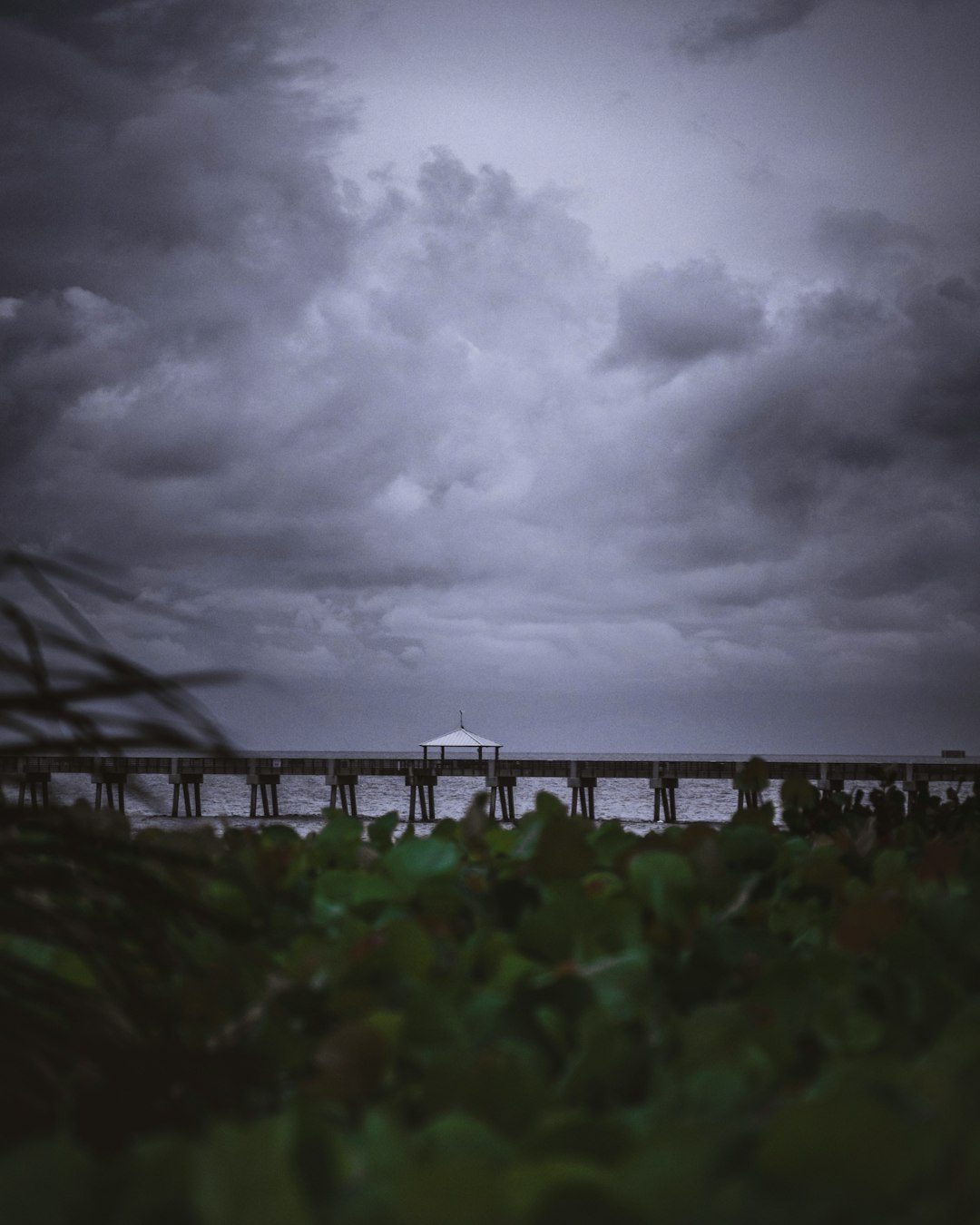 green plants on brown wooden bridge under gray clouds