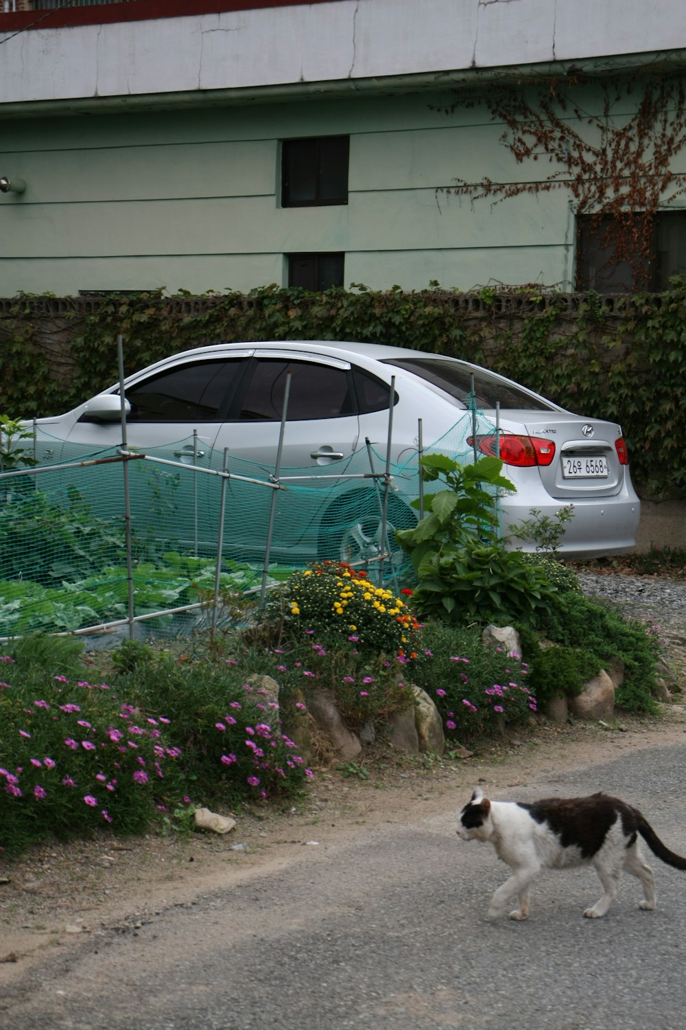Weißes Auto neben grünen Pflanzen geparkt