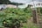 A small vegetable garden with lush green plants is situated next to a paved road. A wooden sign with text in a foreign script is placed among the plants. In the background, there are residential buildings and a parked car, along with tree-covered hills under an overcast sky.