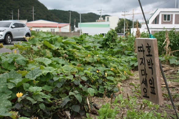 A small vegetable garden with lush green plants is situated next to a paved road. A wooden sign with text in a foreign script is placed among the plants. In the background, there are residential buildings and a parked car, along with tree-covered hills under an overcast sky.