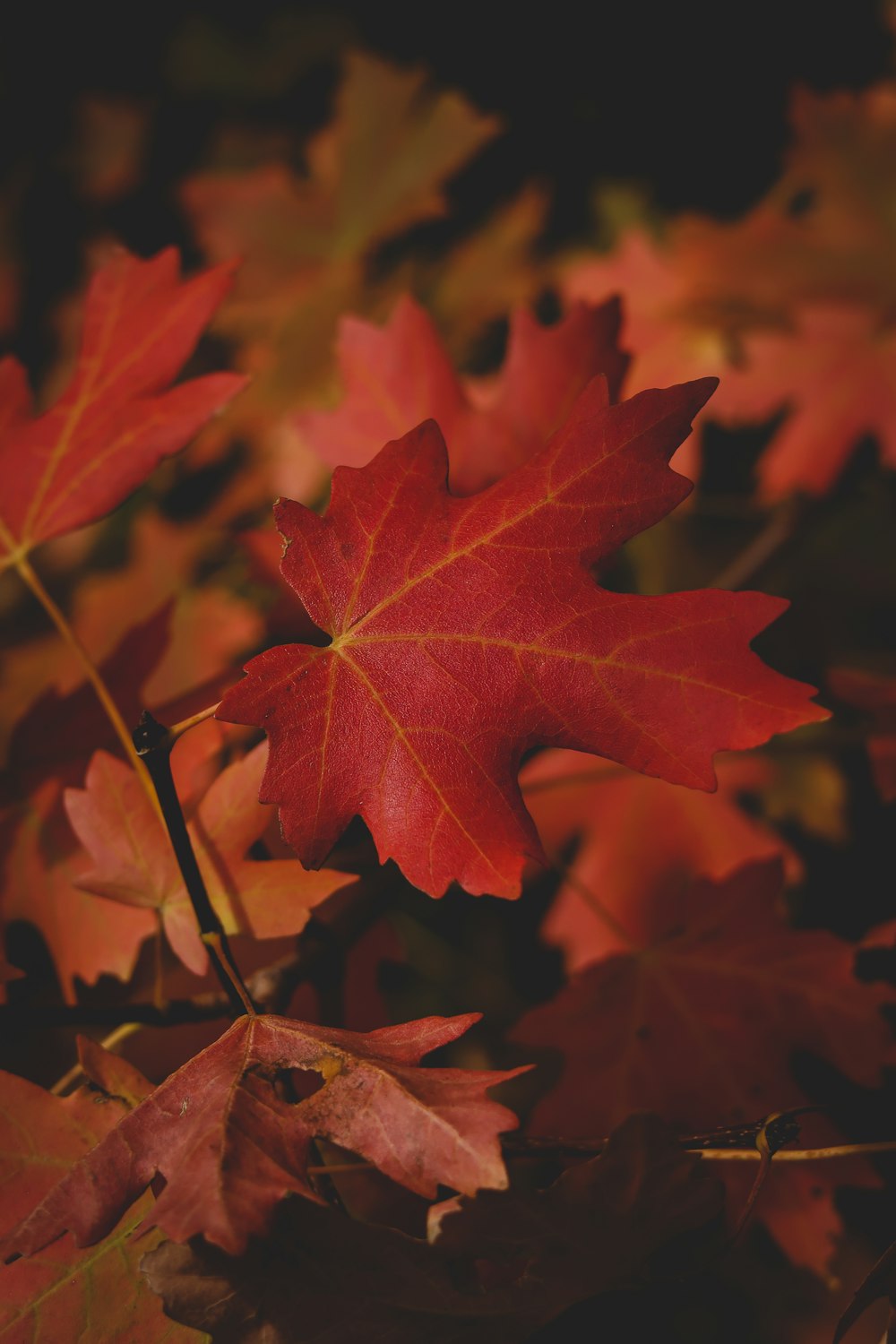 red maple leaf in close up photography