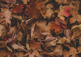 red and brown leaves on ground