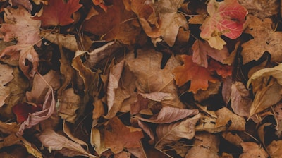 red and brown leaves on ground