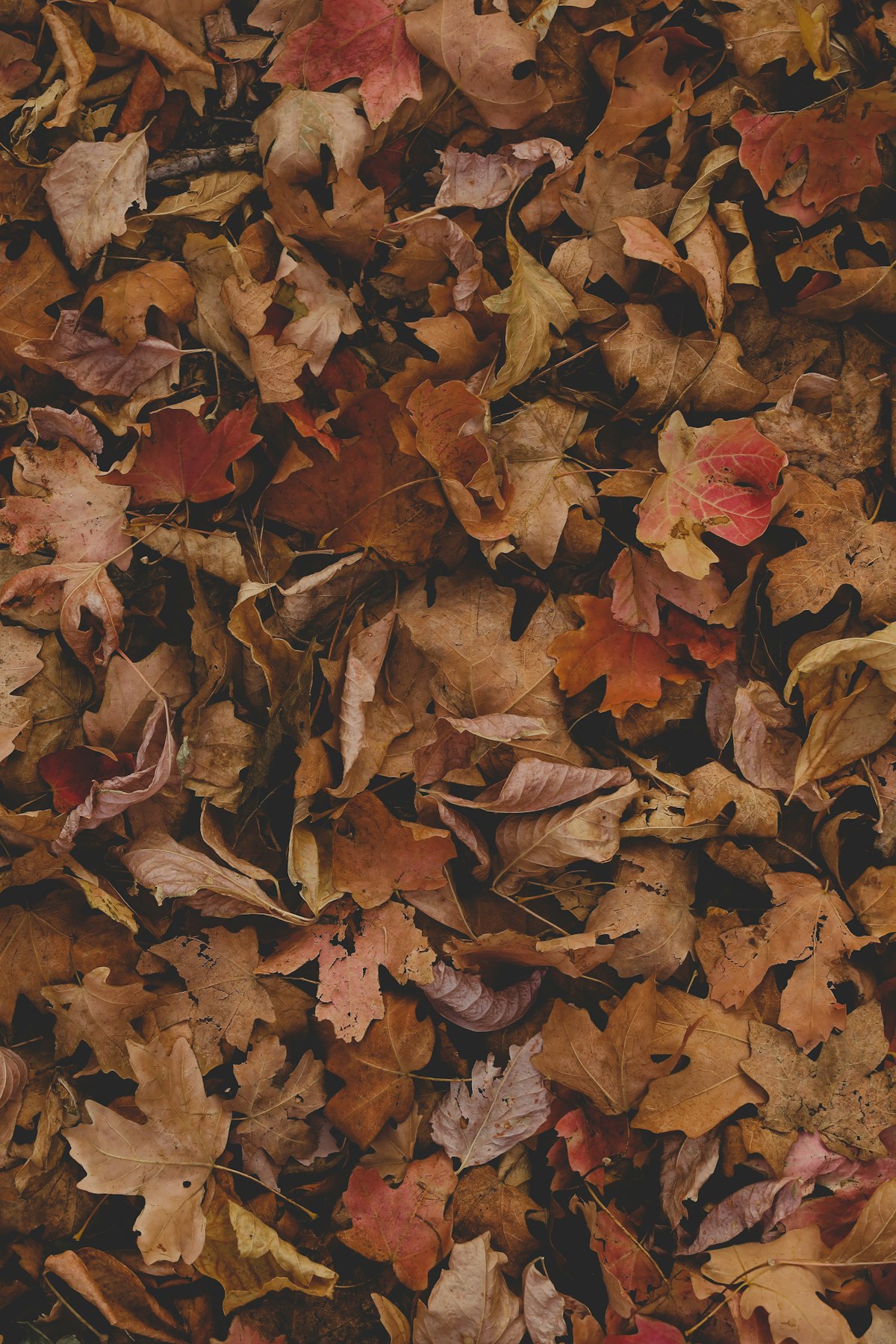 Red and brown autumn leaves on the ground