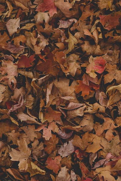 Leaf Removal
