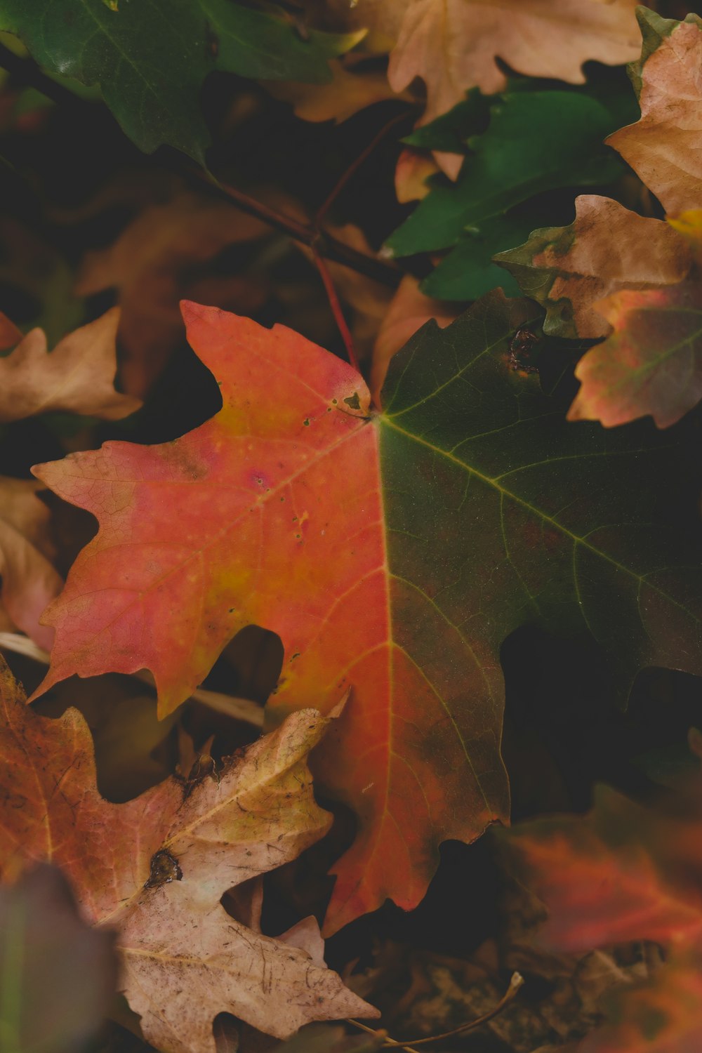 red maple leaf on brown dried leaves