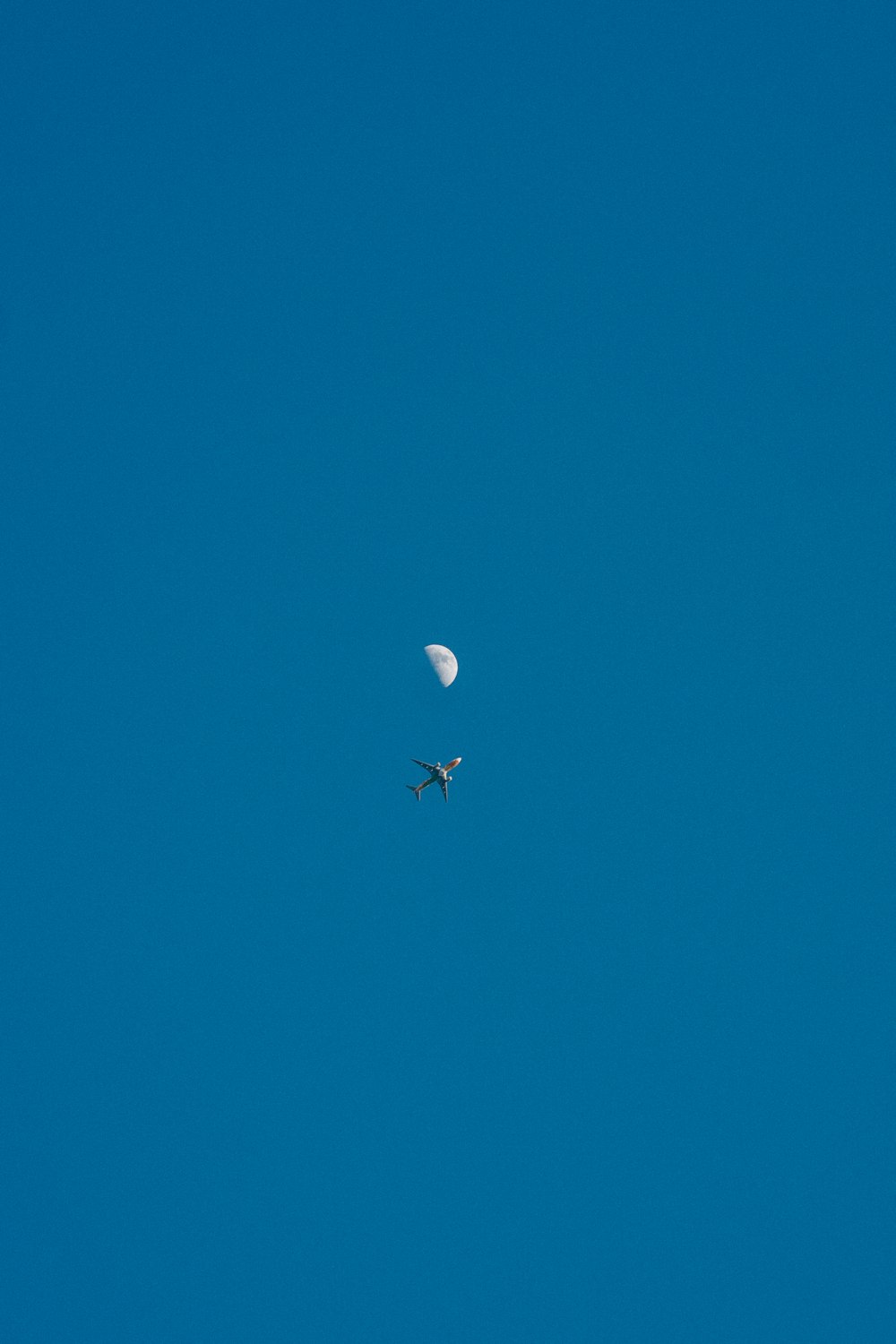 white bird flying on blue sky during daytime