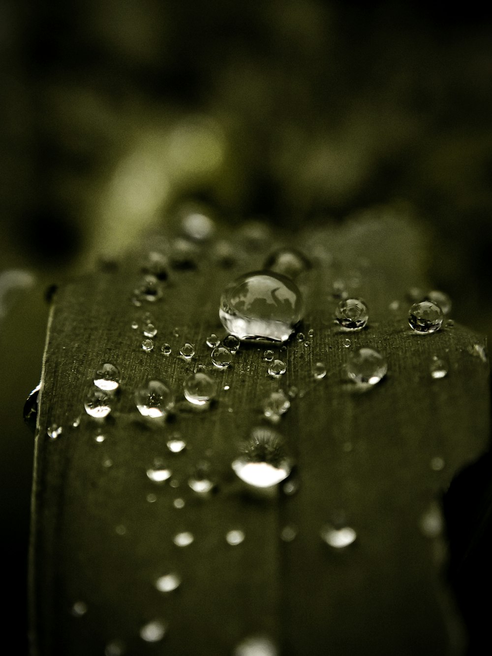 water droplets on green leaf