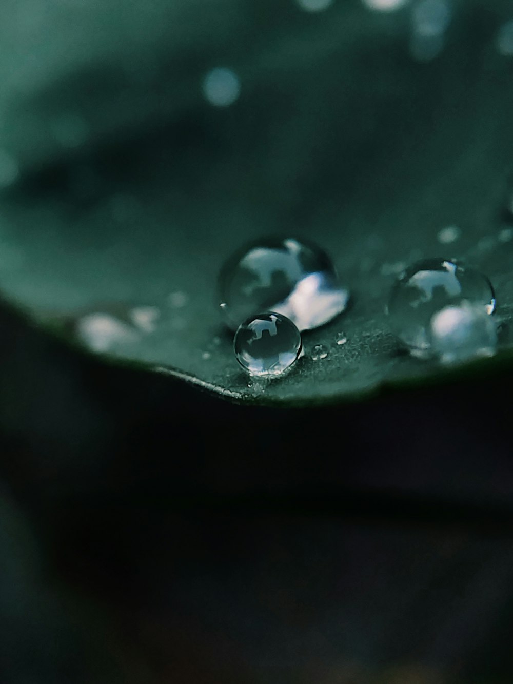 water droplets on green leaf