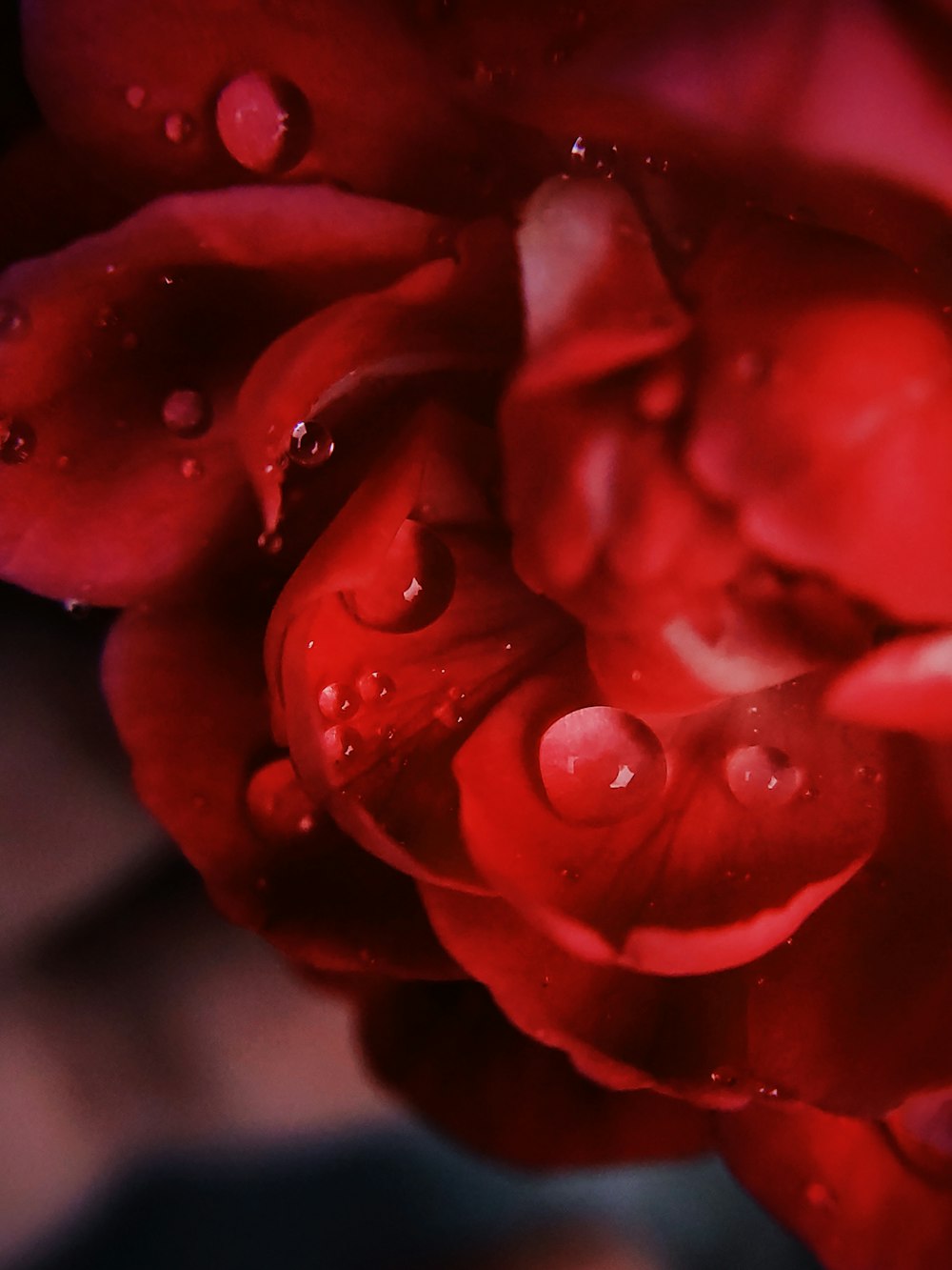 red rose in close up photography