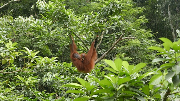 An orangutan is hanging from a tree branch surrounded by dense, lush green foliage. The animal appears relaxed and at ease in its natural habitat.