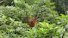 Traveler smiling beside a towering rainforest tree with an orangutan peeking through the leaves.