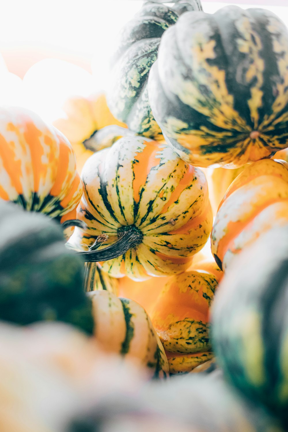 orange and white pumpkin lot