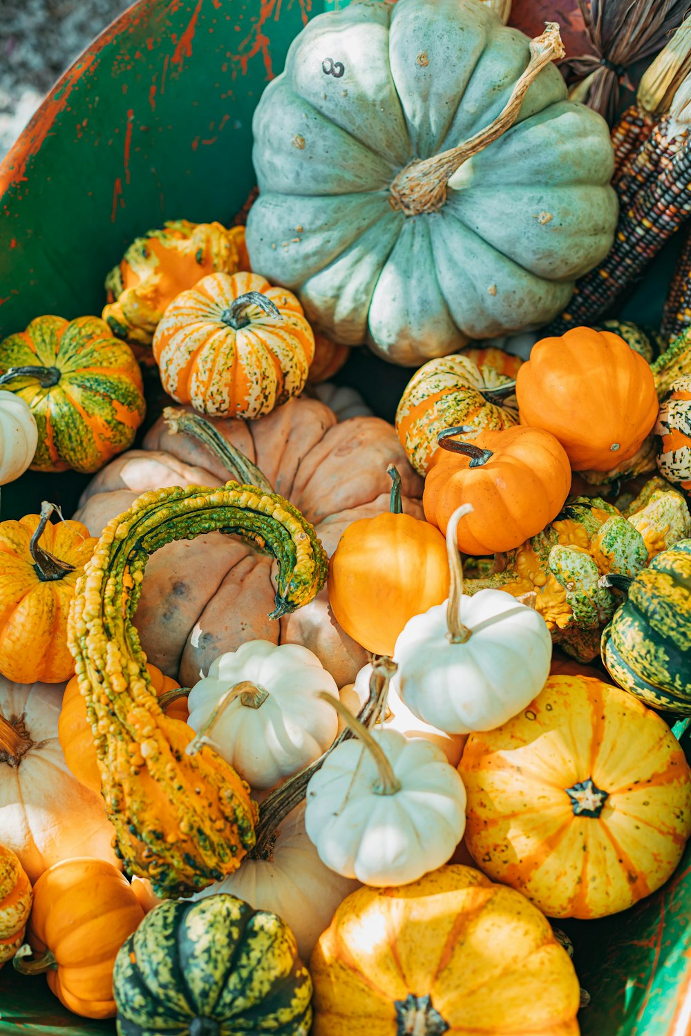 orange and green pumpkins on blue plastic container
