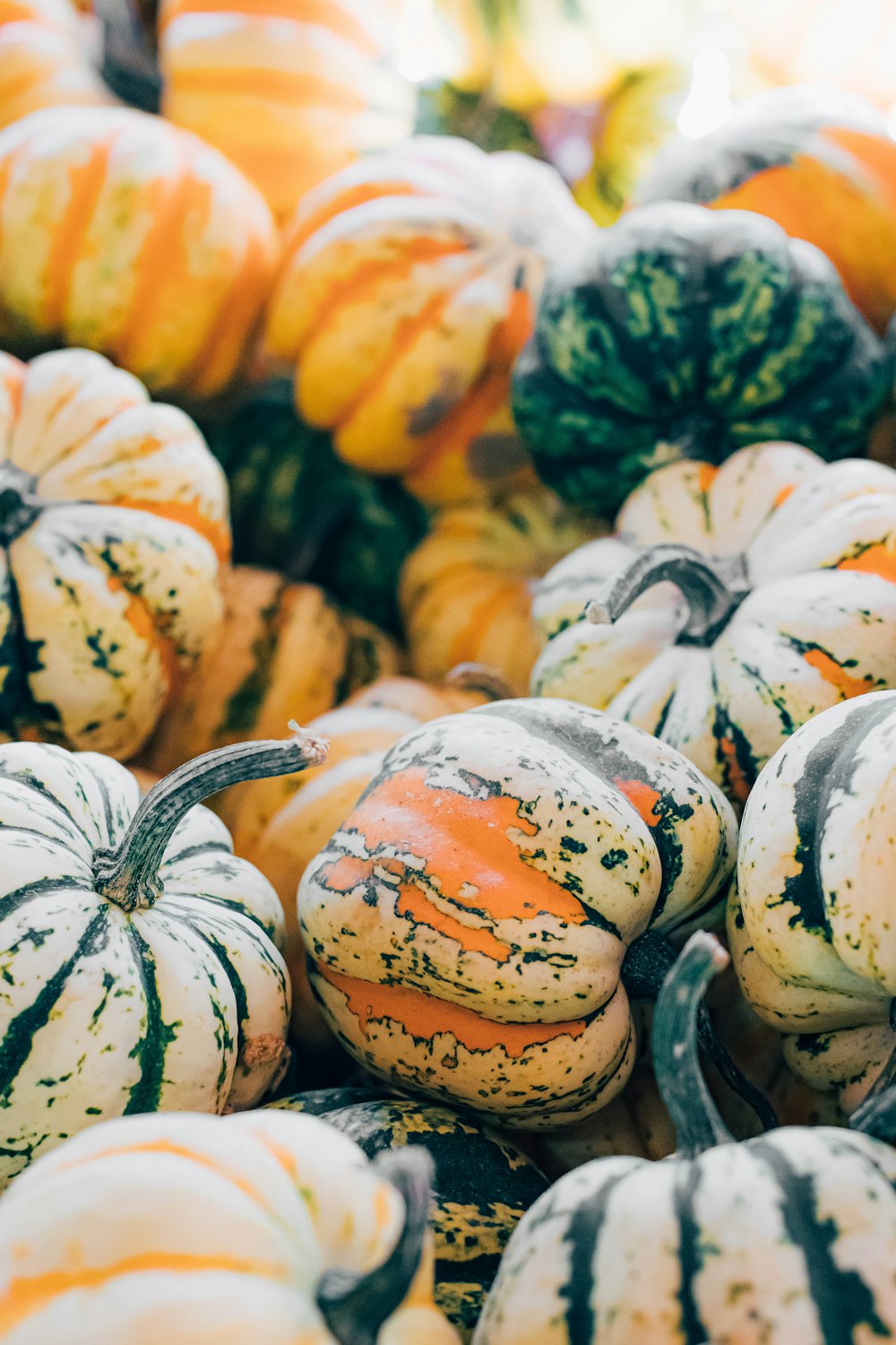 Calabazas blancas y amarillas en el suelo