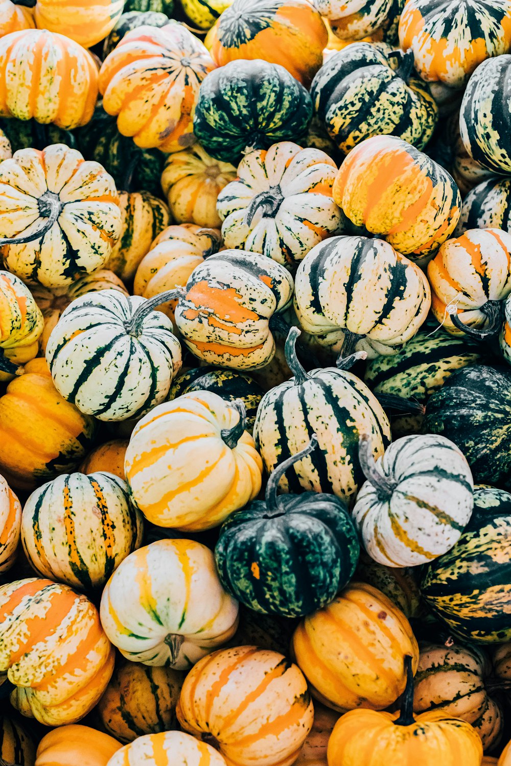 white and yellow pumpkins on ground