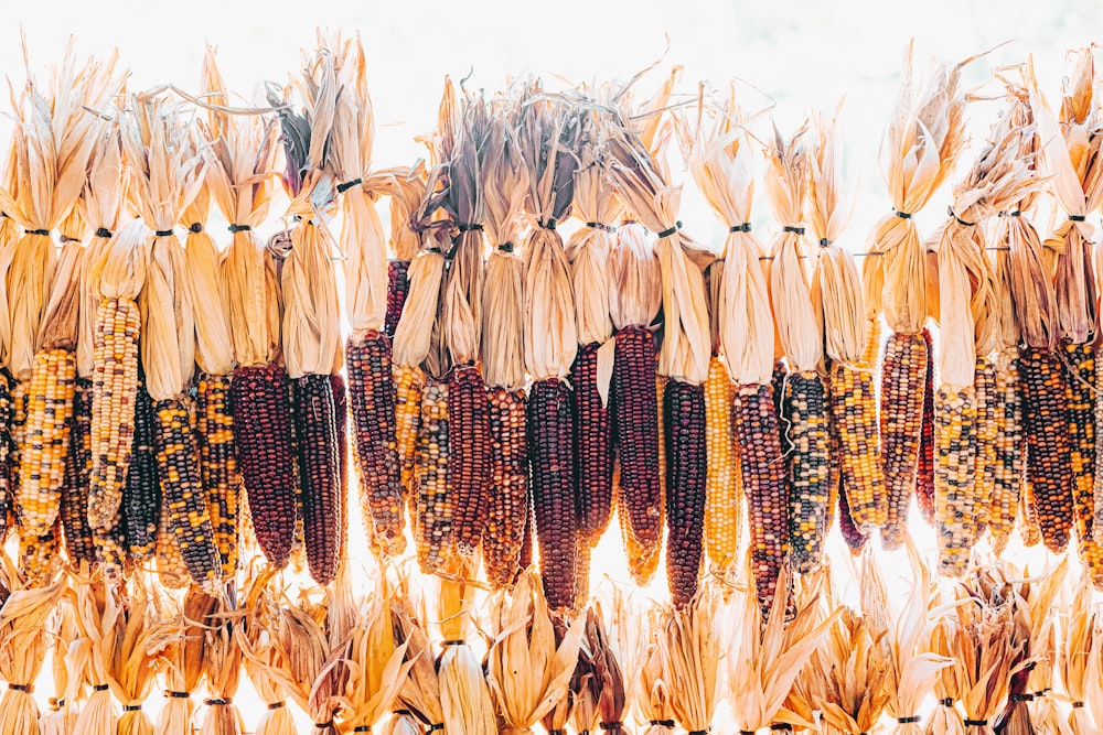 Campo di grano marrone durante il giorno