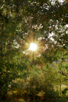 Sunlight filtering through trees onto the outdoor patio near the guest house.