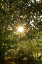 Sunlight filtering through trees onto a small backyard garden patch