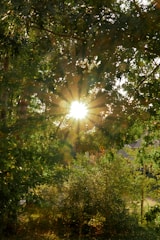 Sunlight filtering through trees onto a small backyard garden patch