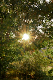 Sunlight filtering through trees onto the outdoor patio near the guest house.