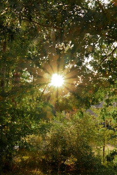Sunlight filtering through trees onto a small backyard garden patch