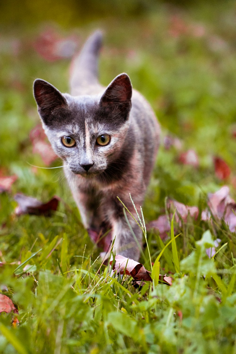 grey cat on green grass during daytime