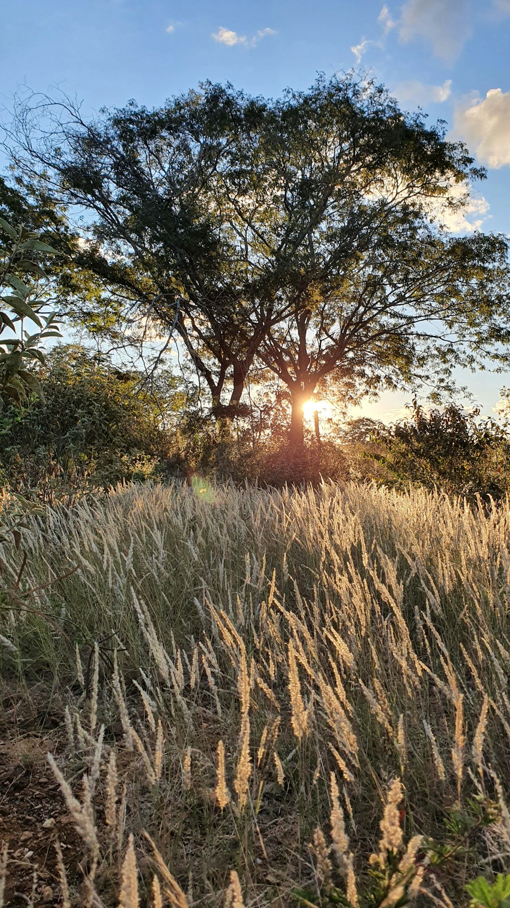 green grass field during sunset