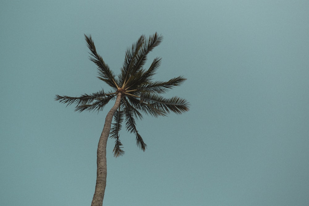 palmeira verde sob o céu azul durante o dia