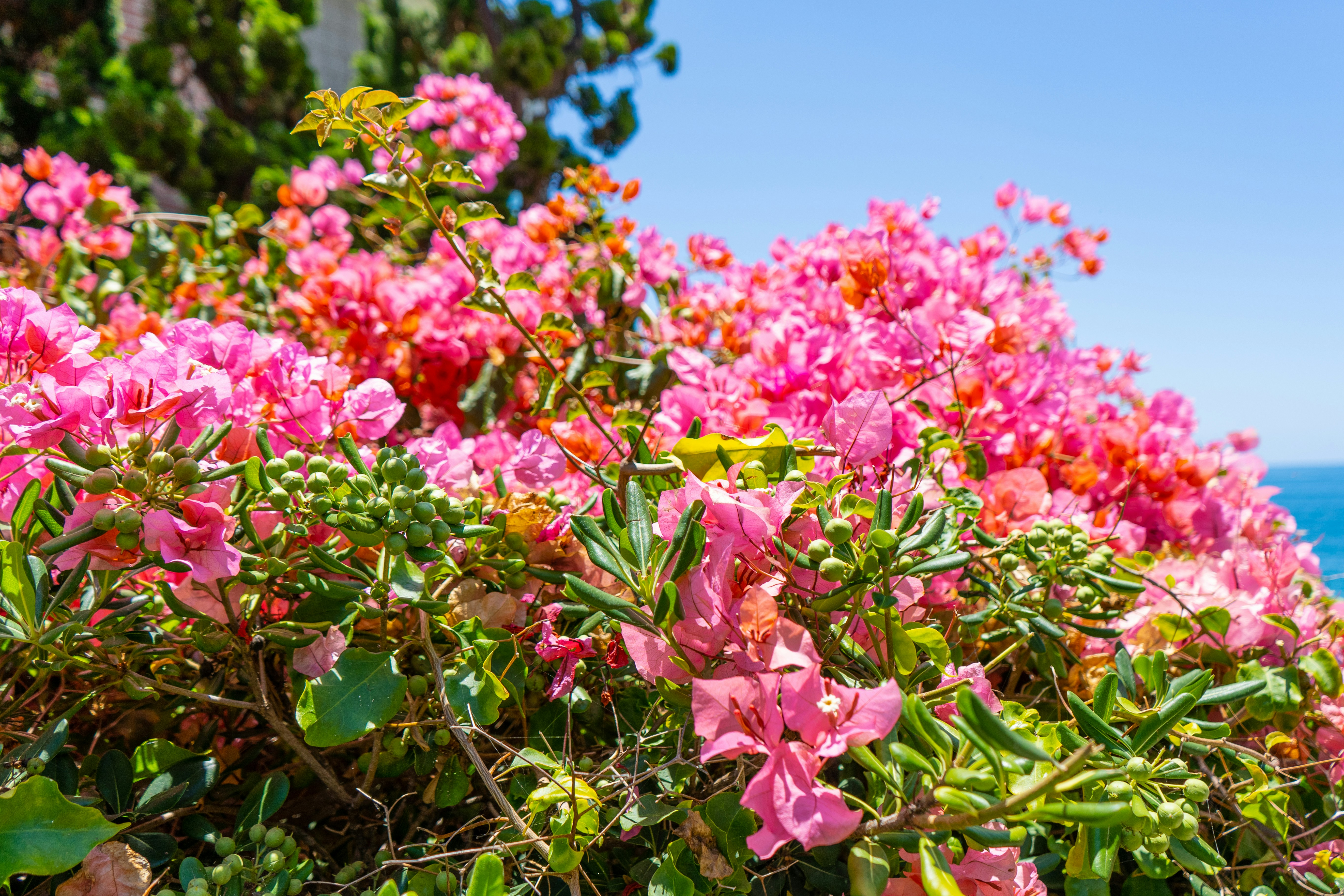 pink flowers with green leaves during daytime