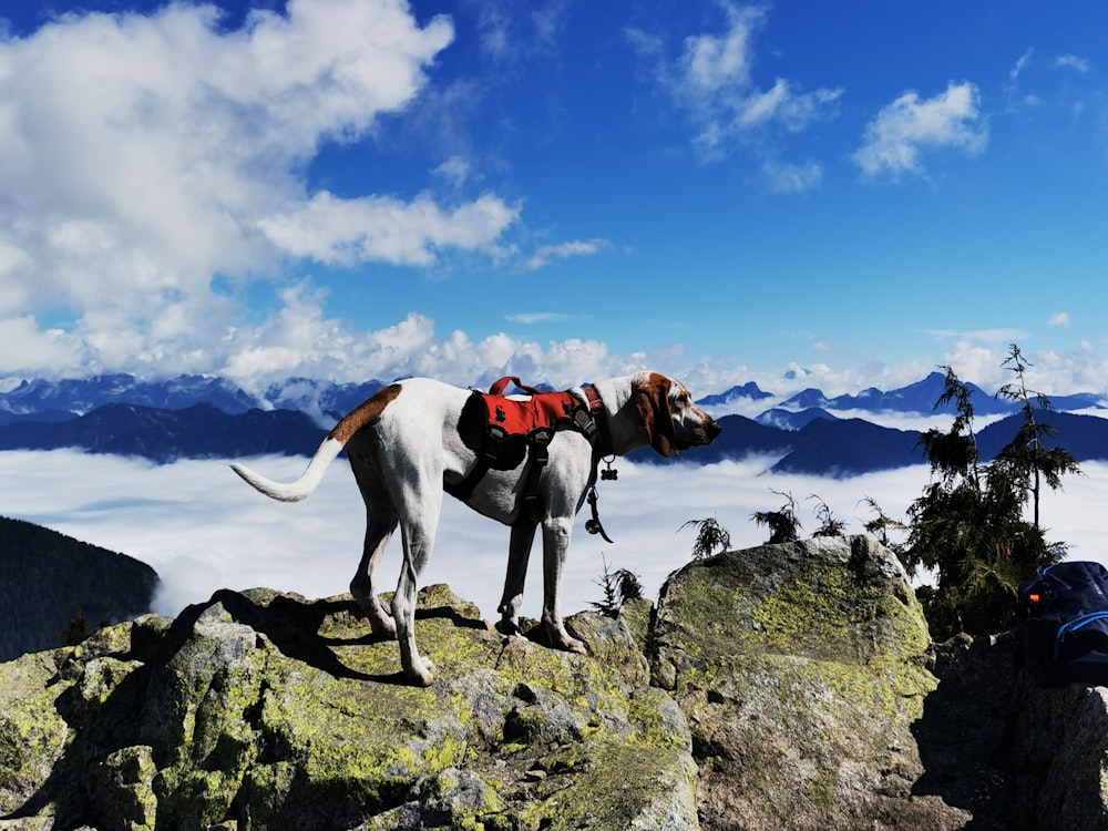 white and brown short coated dog on rocky mountain under blue and white cloudy sky during