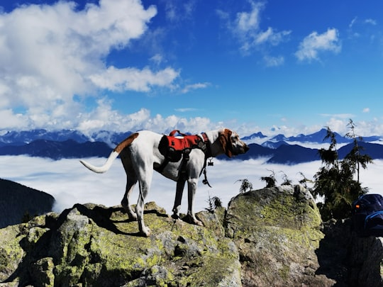 Mount Seymour things to do in North Vancouver