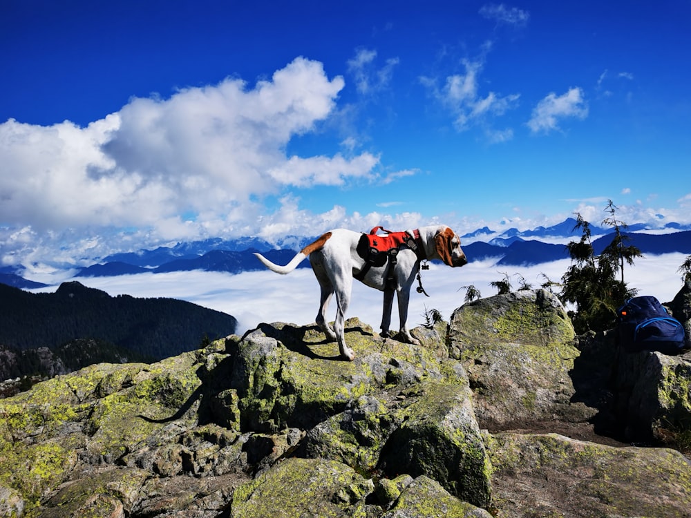 white and brown short coated dog on rocky mountain under blue and white cloudy sky during