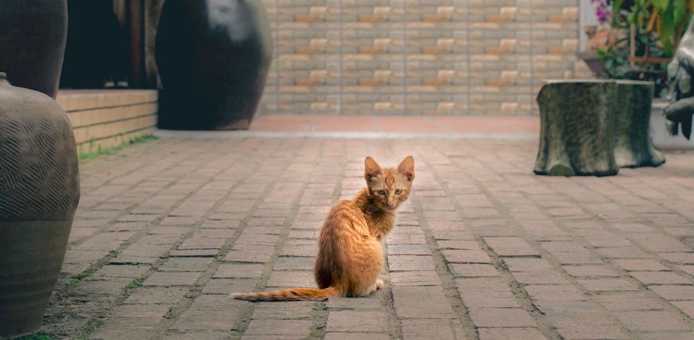 brown cat on gray concrete floor