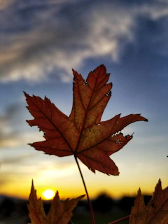 A detailed view of the scoreboard showing the final score after a tight Maple Leafs victory.