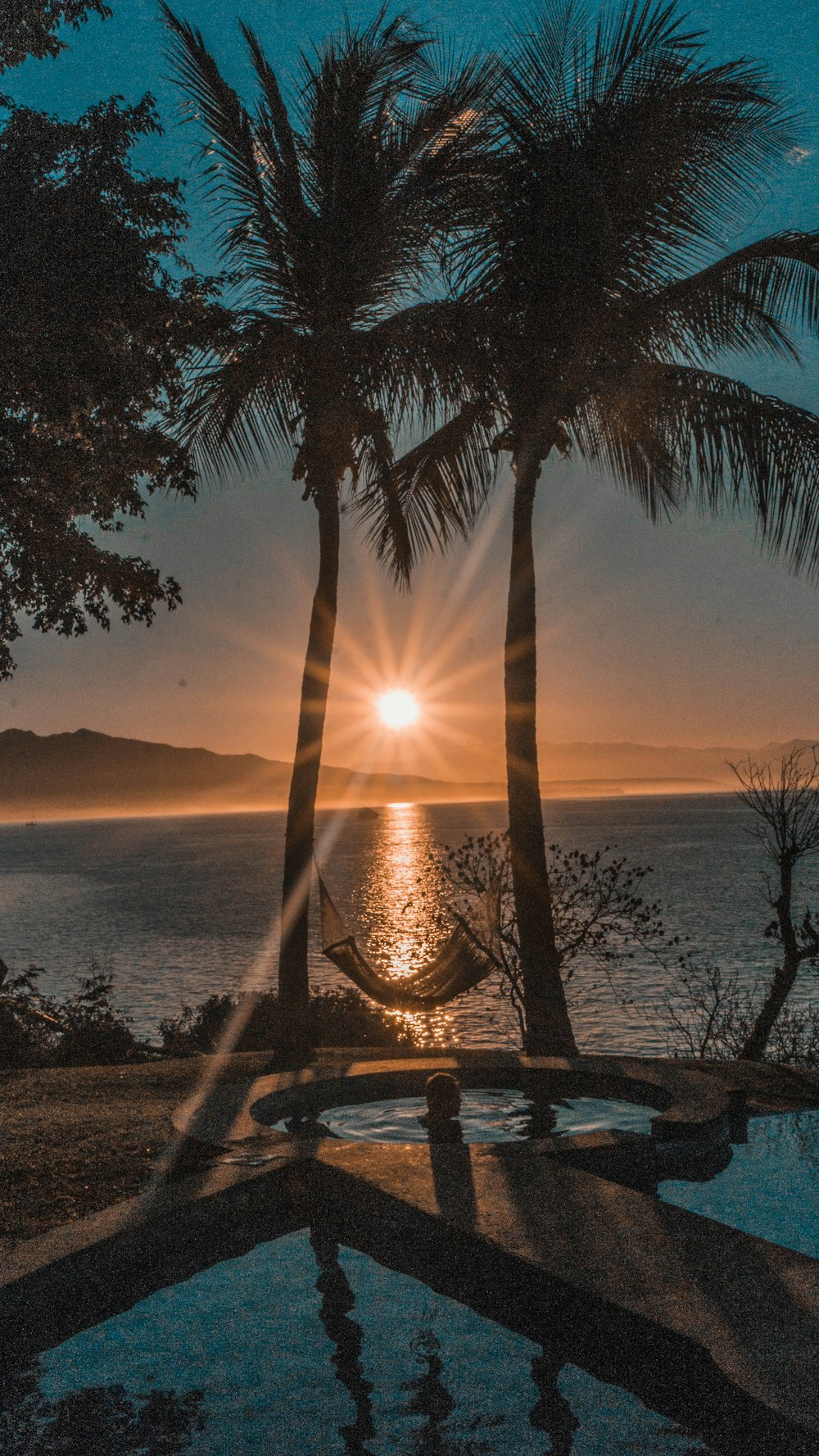 silhouette of palm tree near body of water during sunset