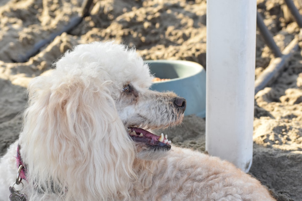 white poodle lying on blue pet bed