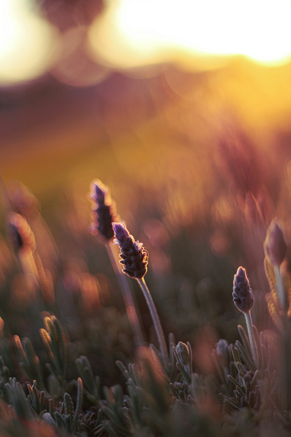 white flower buds in tilt shift lens