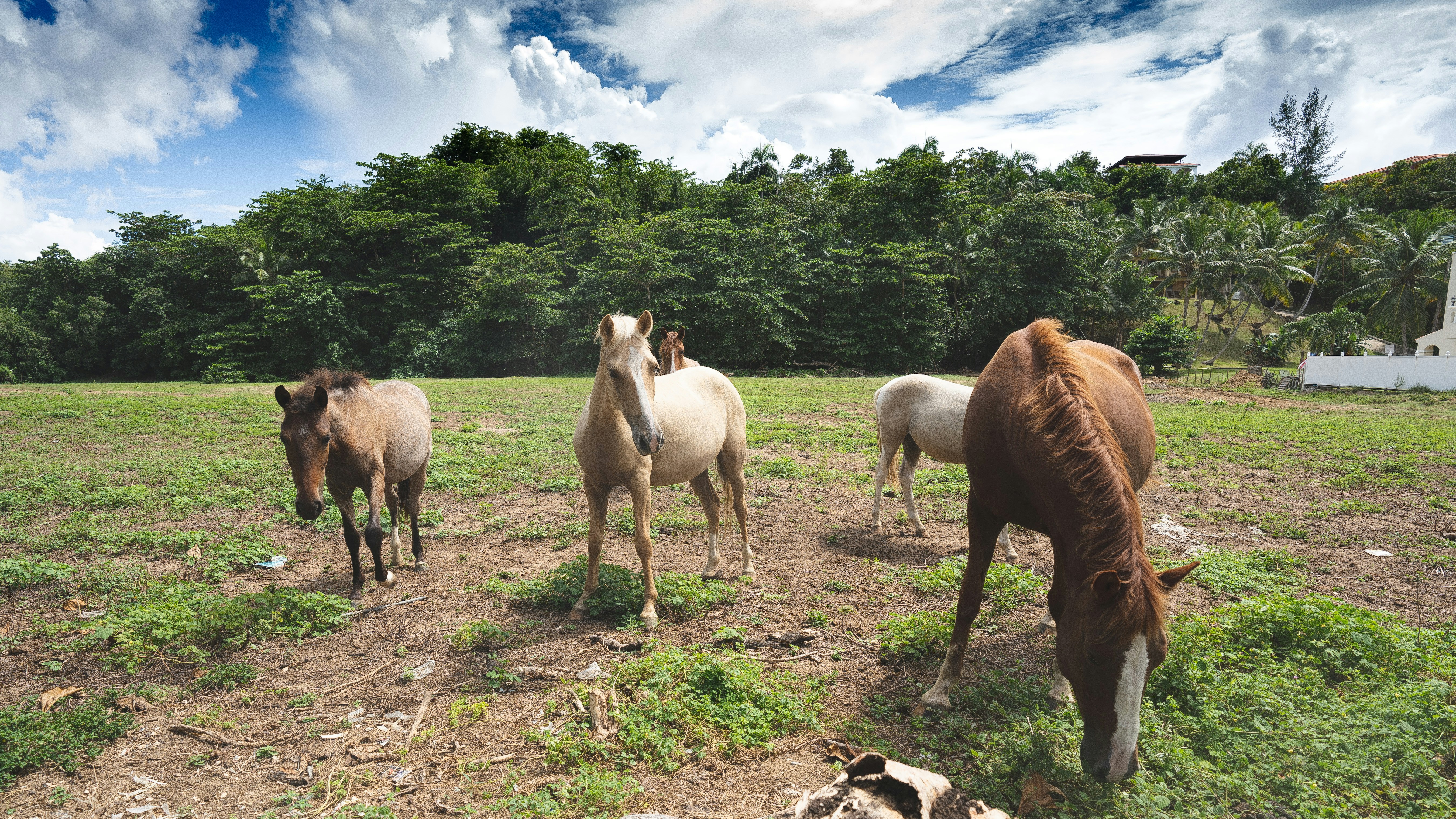 herd of horses on green grass field under white clouds and blue sky during daytime