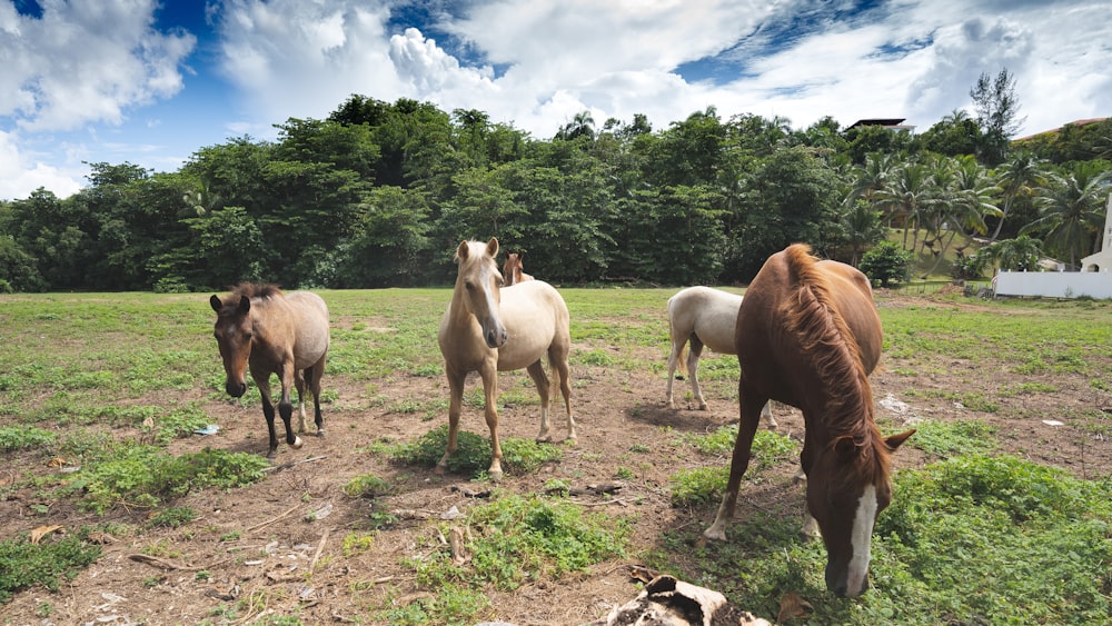 herd of horses on green grass field under white clouds and blue sky during daytime