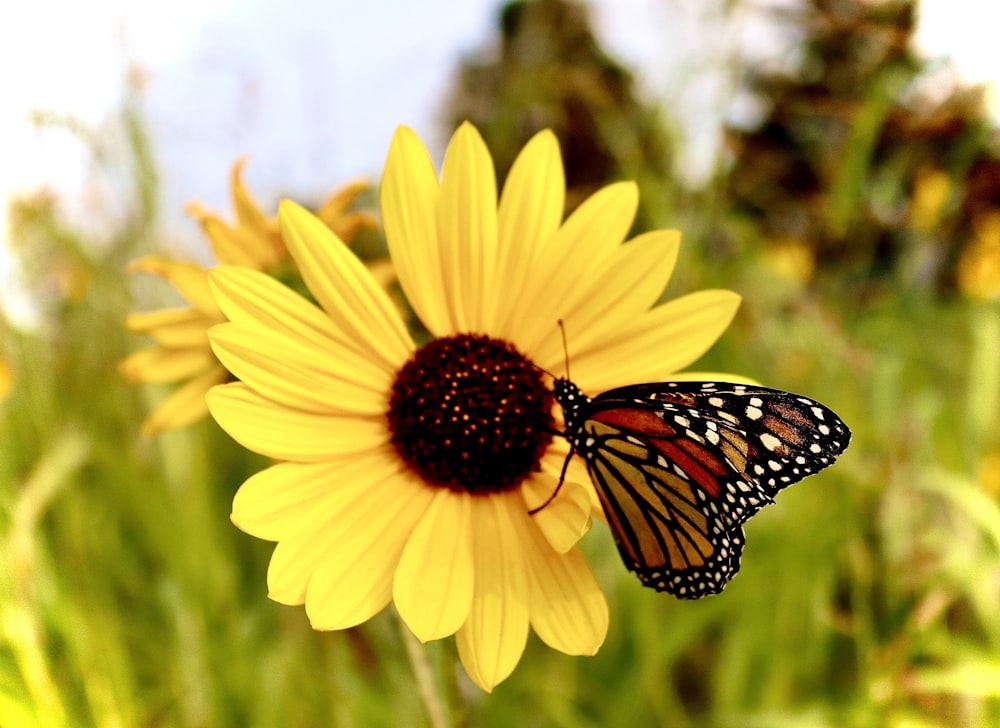 Monarchfalter sitzt tagsüber auf gelber Sonnenblume in Nahaufnahmen