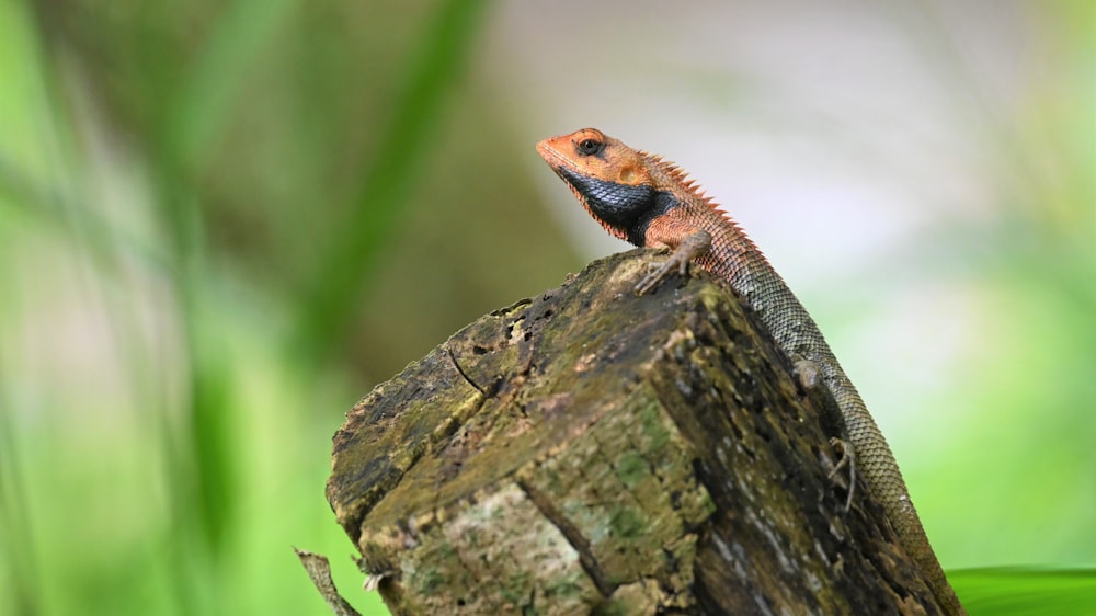 Lézard brun et bleu sur tronc d’arbre brun