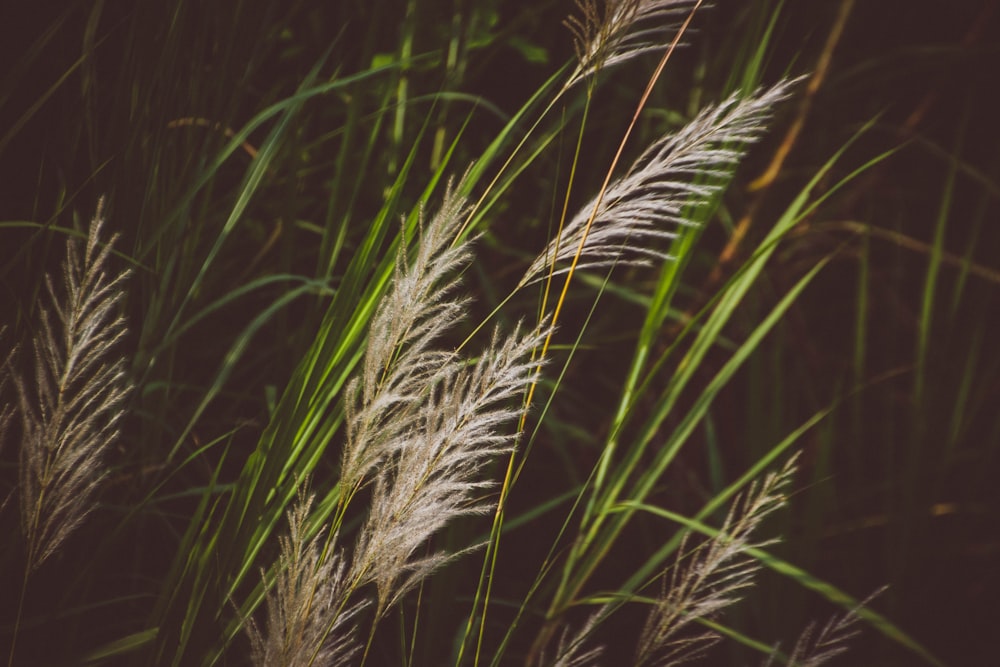 green grass field during night time