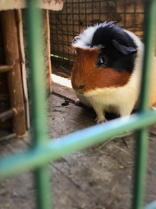 A guinea pig with a mix of brown, white, and black fur sits inside a cage, peering out from behind the green metal bars. The cage has a wooden floor, and the overall setting gives a rustic feel with soft natural lighting creating gentle shadows.