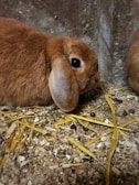 A brown rabbit with floppy ears is resting on a bedding of wood shavings and straw. Its fur is soft and plush, and there is a visible pile of rabbit droppings nearby. The setting appears to be a simple, rustic indoor environment with a concrete wall in the background.