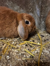 A brown rabbit with floppy ears is resting on a bedding of wood shavings and straw. Its fur is soft and plush, and there is a visible pile of rabbit droppings nearby. The setting appears to be a simple, rustic indoor environment with a concrete wall in the background.
